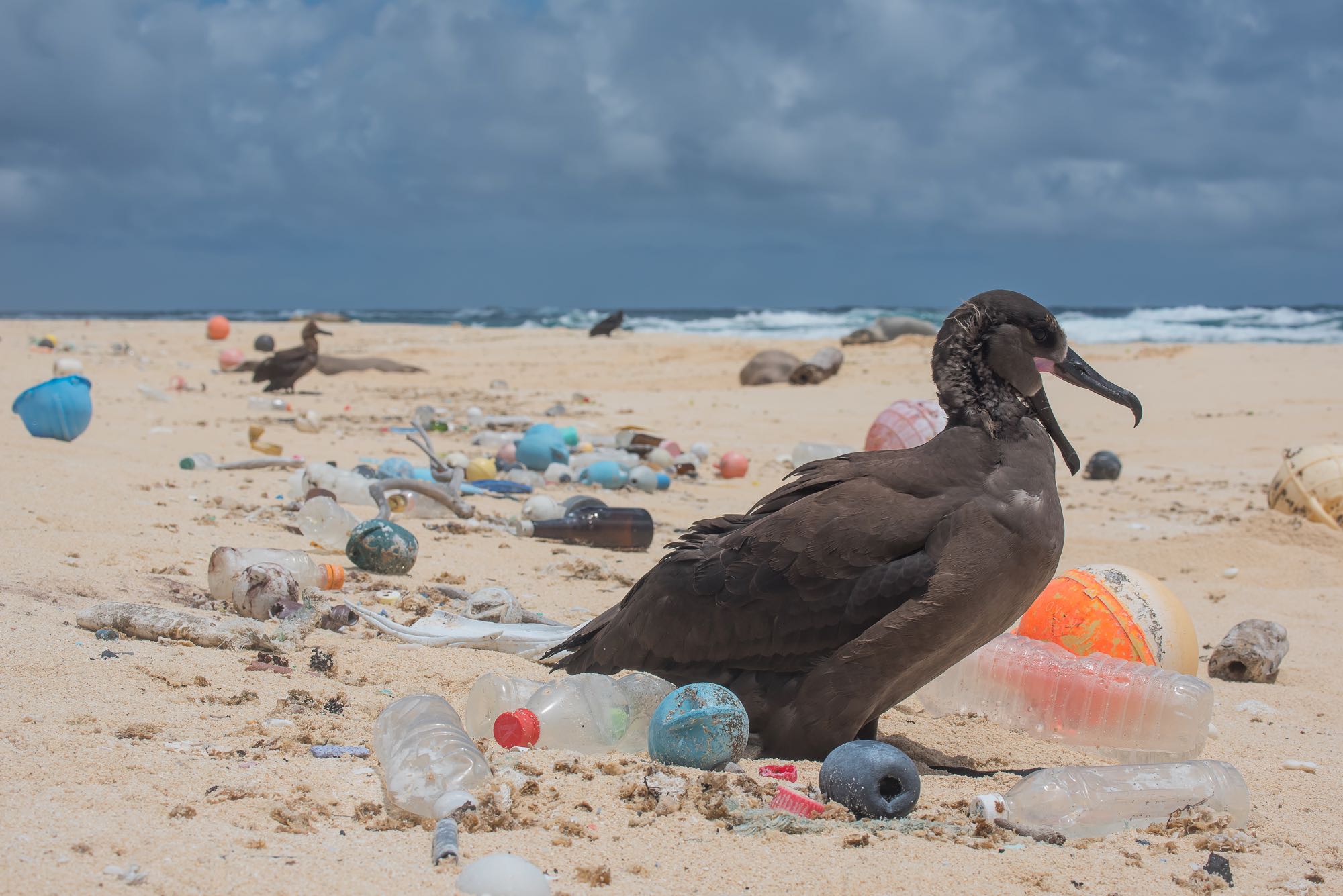 Bird-surrounded-by-plastic-photo-by-Matthew_Chauvin-1