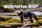 Heulen in der Nacht: Erste Beweise für Wölfe auf der 7 vs. Wild Insel